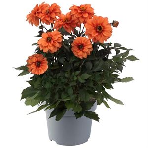 Afbeelding van Ej Dahlia Orange
